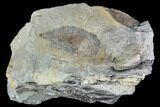 Pennsylvanian Fossil Fern (Macroneuropteris) Leaflet - Kentucky #112909-1